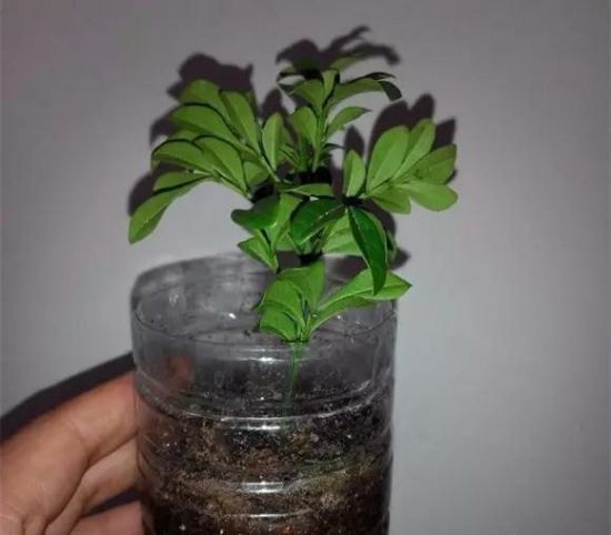 米兰扦插 米兰扦插