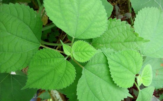 苎麻的功效和作用 苎麻的功效和作用