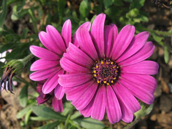 非洲雏菊 非洲雏菊