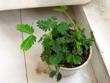 含羞草盆栽 含羞草盆栽