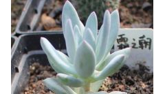 霜之朝烂根怎么办？霜之朝烂根的解决方法