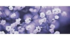 满天星需要插在水里吗