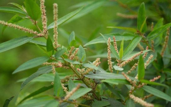 苎麻的功效和作用 苎麻的功效和作用