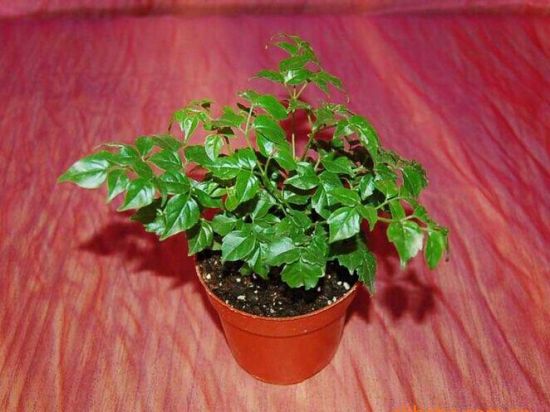 盆栽幸福树 盆栽幸福树