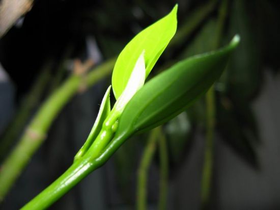 平安树嫩芽图片 平安树嫩芽图片