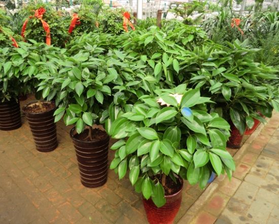 盆栽的平安树图片 盆栽的平安树图片