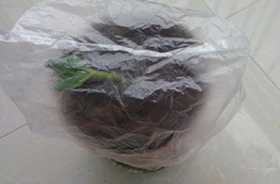 绣球扦插 绣球扦插