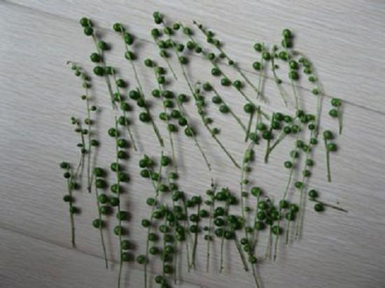 佛珠吊兰扦插 佛珠吊兰扦插