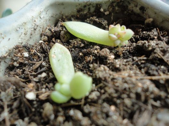 多肉叶子发根 多肉叶子发根