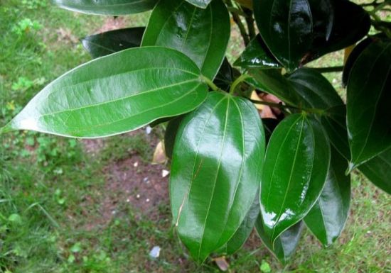 园里的平安树图片 园里的平安树图片