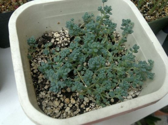 姬星美人密集扦插 姬星美人密集扦插