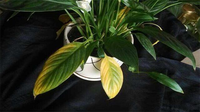 白掌叶子发黄的六大原因