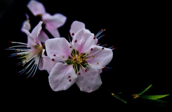 惊艳的桃花摄影图图片 惊艳的桃花摄影图图片