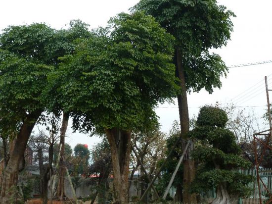 高大的幸福树图片 高大的幸福树图片