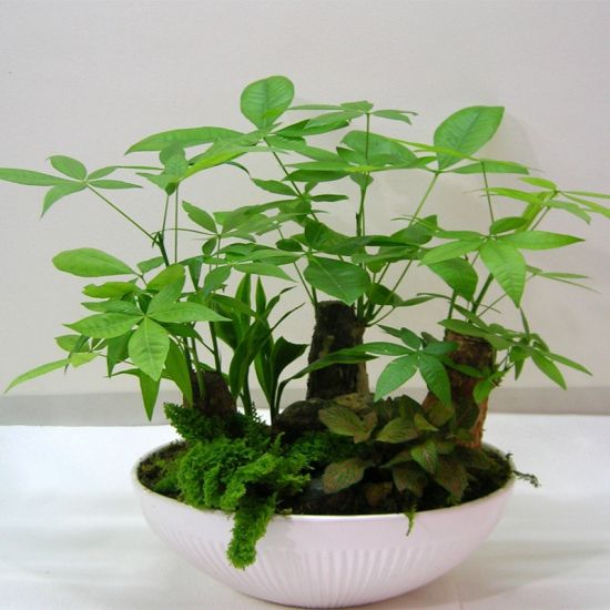 欣欣向荣的发财树图片 欣欣向荣的发财树图片