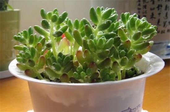 玉米石的养殖方法，6个技巧令其葱郁繁茂