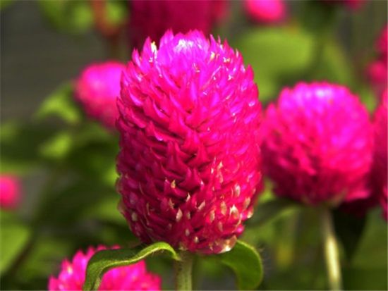 漂亮的千日红 漂亮的千日红