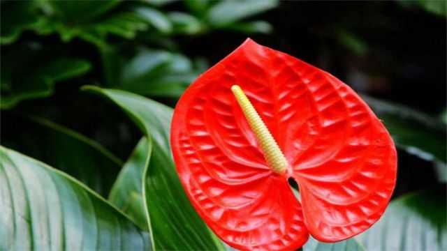 红掌花枯萎了怎么办？红掌花枯萎的7大原因和解决方法