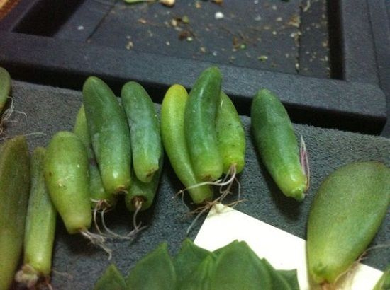 多肉植物怎么发根 多肉植物怎么发根