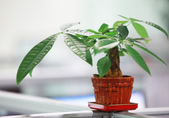 秀气的发财树盆栽图片 秀气的发财树盆栽图片