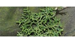 丝苇吊兰的养护方法