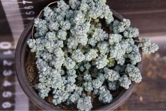 姬星美人爆盆雏形 姬星美人爆盆雏形