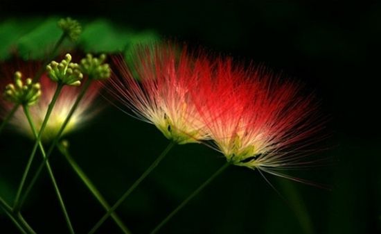 红色合欢花图片 红色合欢花图片