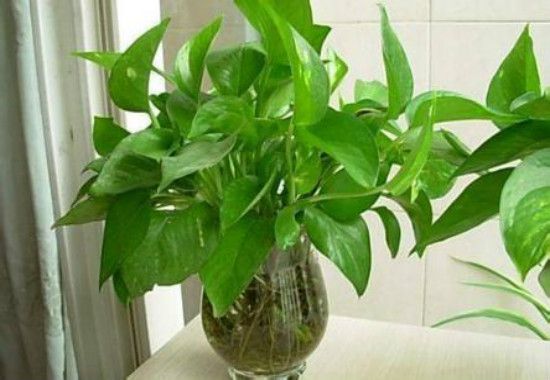 刚剪下来的绿萝怎么办，可用漂浮育苗法扦插