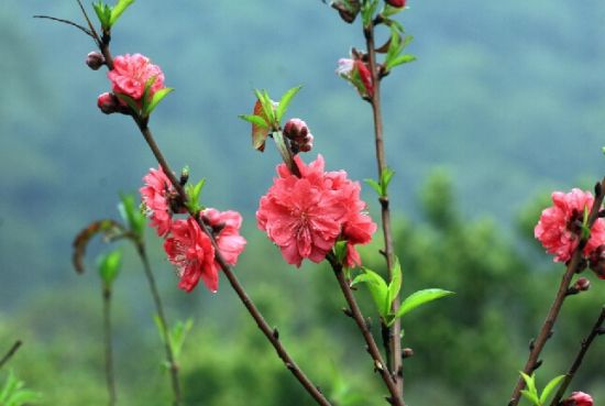 形态优美的桃花图片 形态优美的桃花图片