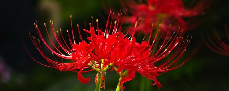 彼岸花为什么不能养？