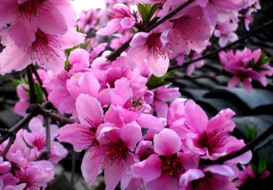 竟相开放的桃花图片 竟相开放的桃花图片