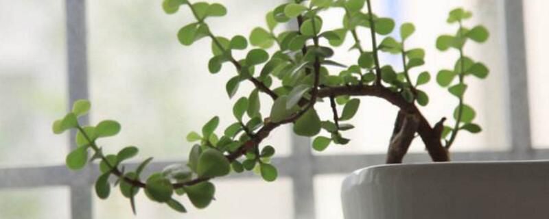 金枝玉叶盆景制作技巧和步骤