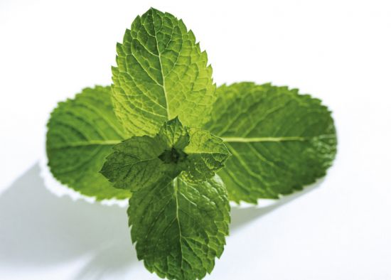 薄荷 薄荷