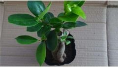 人参榕叶子长黑斑怎么办？人参榕叶子长黑斑的处理方法