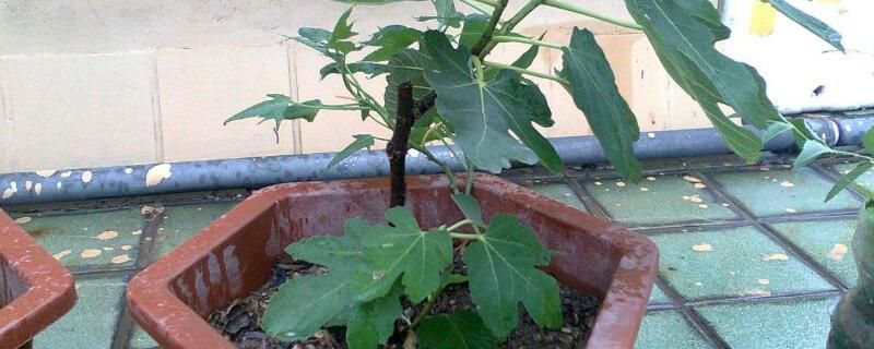 无花果什么时候种植？无花果春天3～4月种植最好