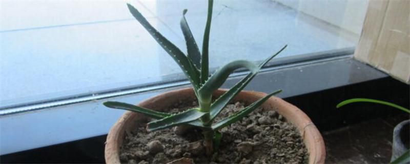 芦荟怎么种植？芦荟种植方法和养护技巧