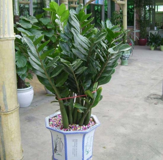 金钱树吸甲醛吗? 金钱树吸甲醛吗?