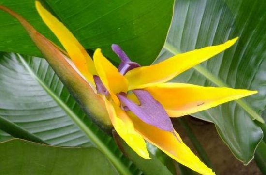 鹤望兰百科知识