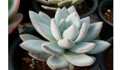 霜之朝干瘪怎么办？霜之朝干瘪的解决方法