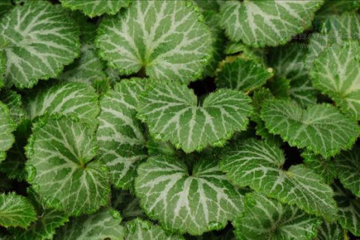 虎耳草小巧的叶子 虎耳草小巧的叶子