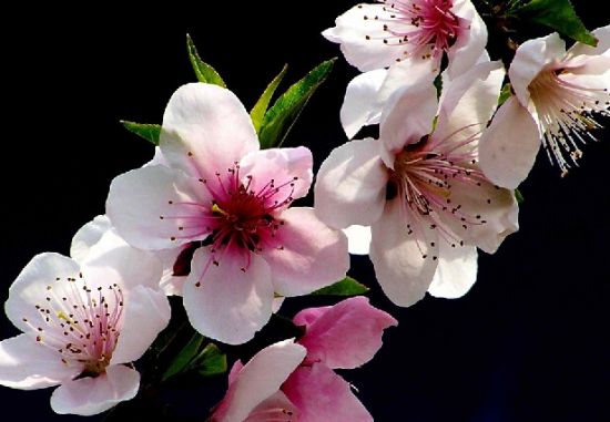 桃花摄影图图片 桃花摄影图图片