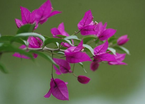 三角梅开花 三角梅开花