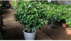 平安树的养殖方法和注意事项