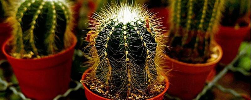 金虎仙人球怎么养？金虎仙人球图片