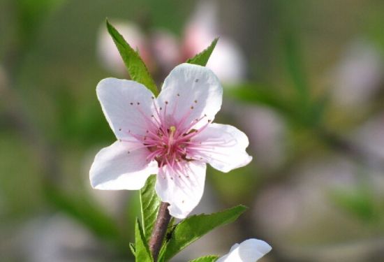一枝独秀-桃花图片 一枝独秀-桃花图片