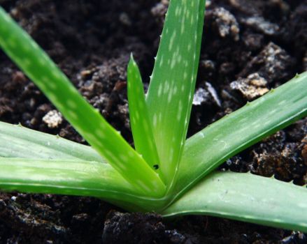 多年芦荟移植办法 多年芦荟移植办法
