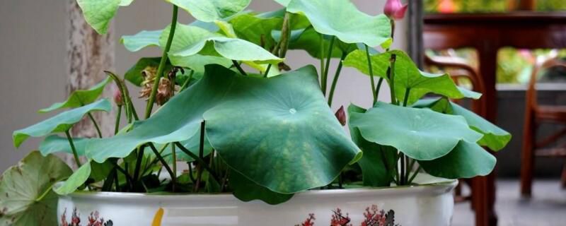 怎么样在家里养荷花？家养荷花的五大方法