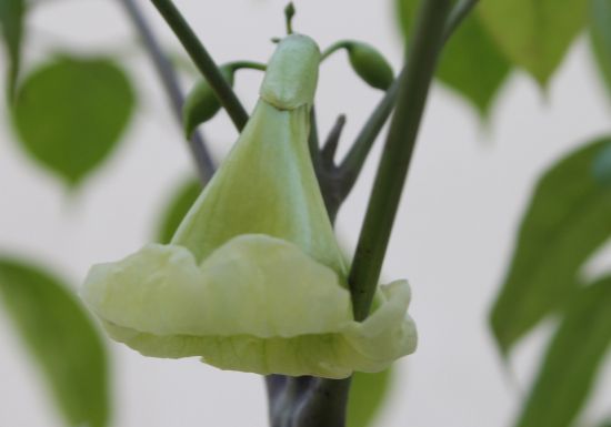 幸福树花朵近拍图片 幸福树花朵近拍图片