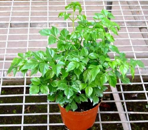 阳光下的幸福树图片 阳光下的幸福树图片