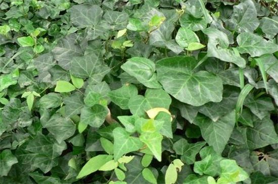 常春藤有多少品种？盘点常见的六大常春藤品种